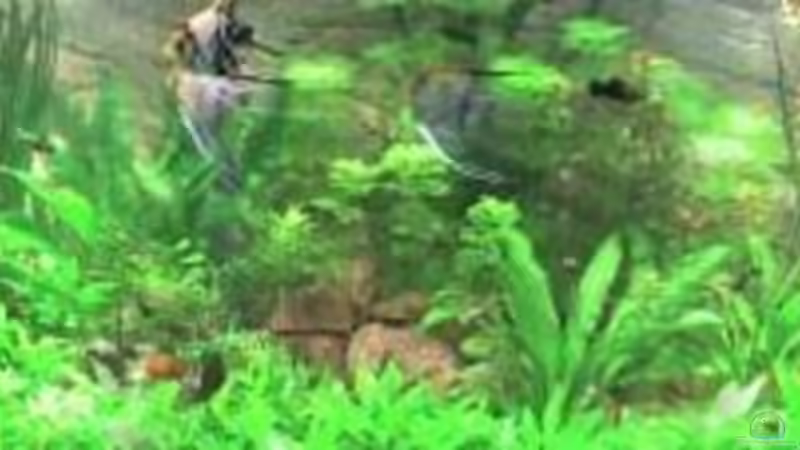 Aquarium Görlitzer Wasser von kleines becken (14)