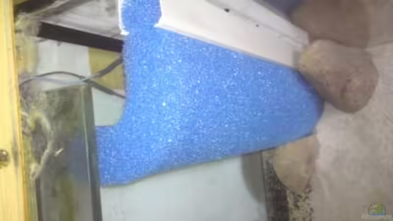 Aquarium Görlitzer Wasser von kleines becken (8)