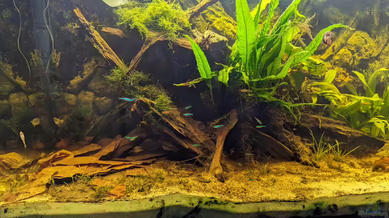 Aquarium Golden River von Jan S. (4)