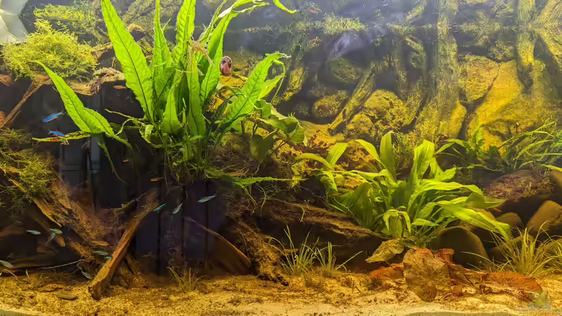 Aquarium Golden River von Jan S. (5)