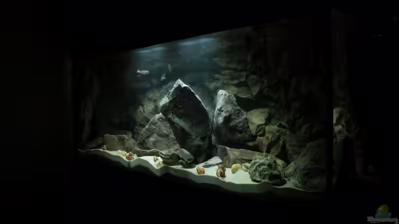 Aquarium Great Lake Tanganjika von Koehler (9)