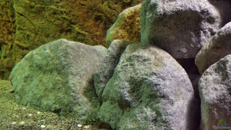 Aquarium Great Rift - nur noch Beispiel von Didi (11)