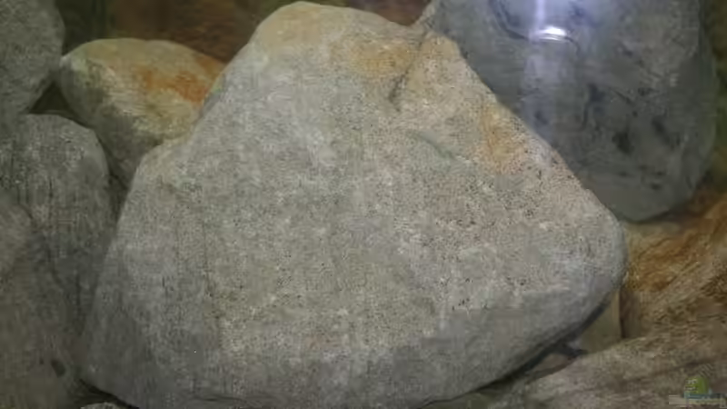 Aquarium Great Rift - nur noch Beispiel von Didi (15)