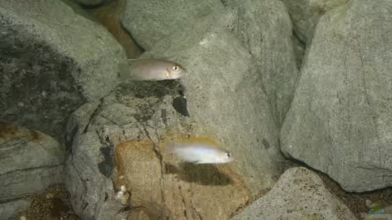 Aquarium Great Rift - nur noch Beispiel von Didi (18)