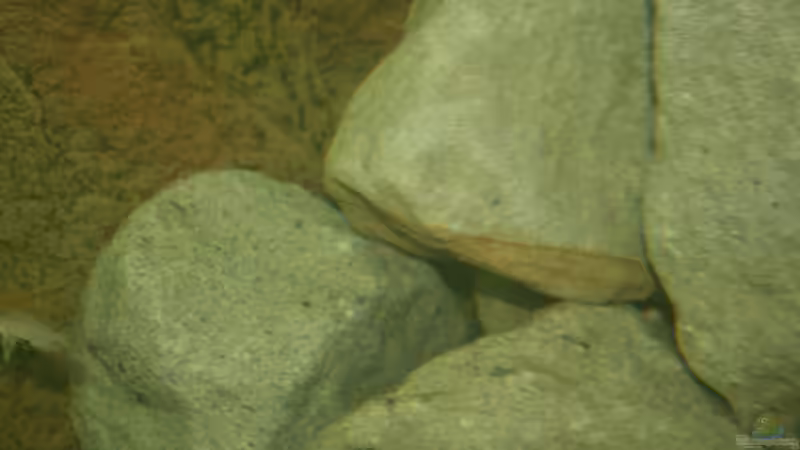 Aquarium Great Rift - nur noch Beispiel von Didi (20)