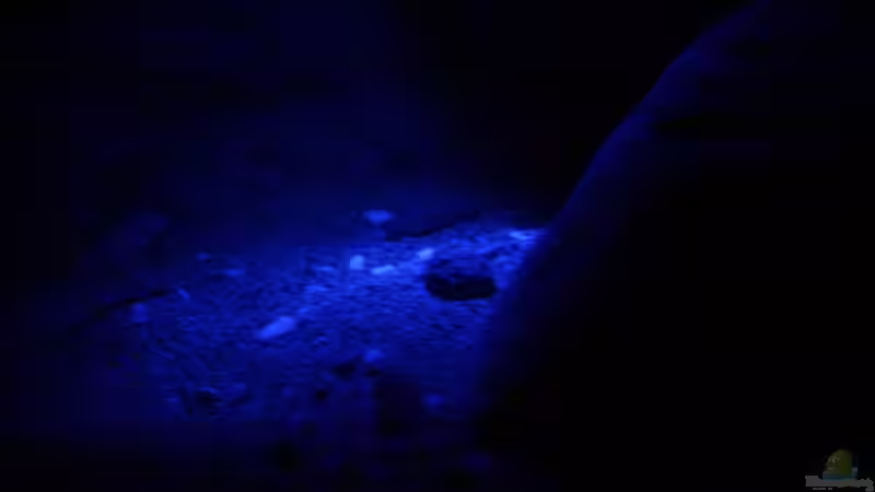 Aquarium Great Rift - nur noch Beispiel von Didi (21)