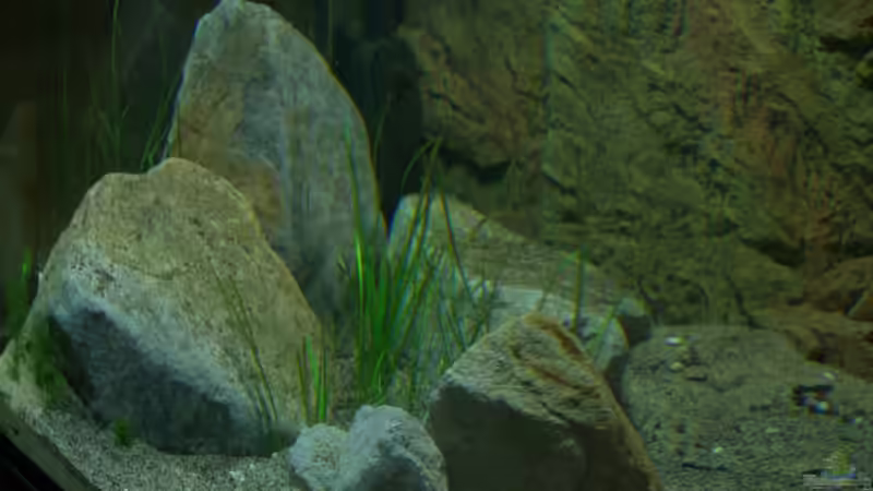 Aquarium Great Rift - nur noch Beispiel von Didi (4)