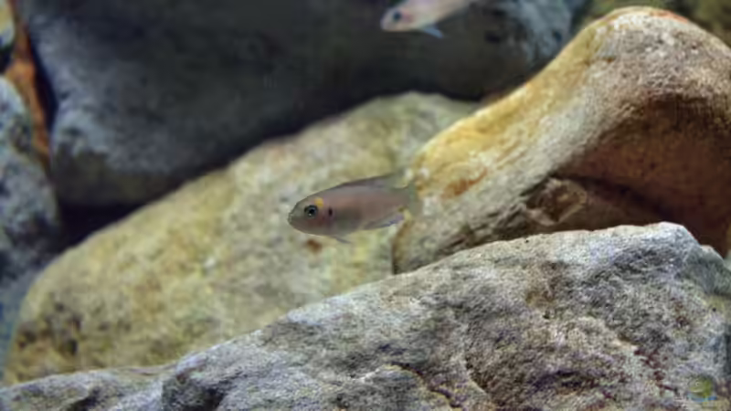 Aquarium Great Rift - nur noch Beispiel von Didi (5)