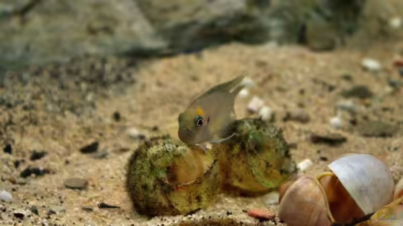 Aquarium Great Rift - nur noch Beispiel von Didi (8)