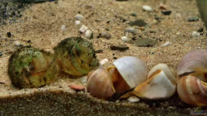 Aquarium Great Rift - nur noch Beispiel von Didi (9)