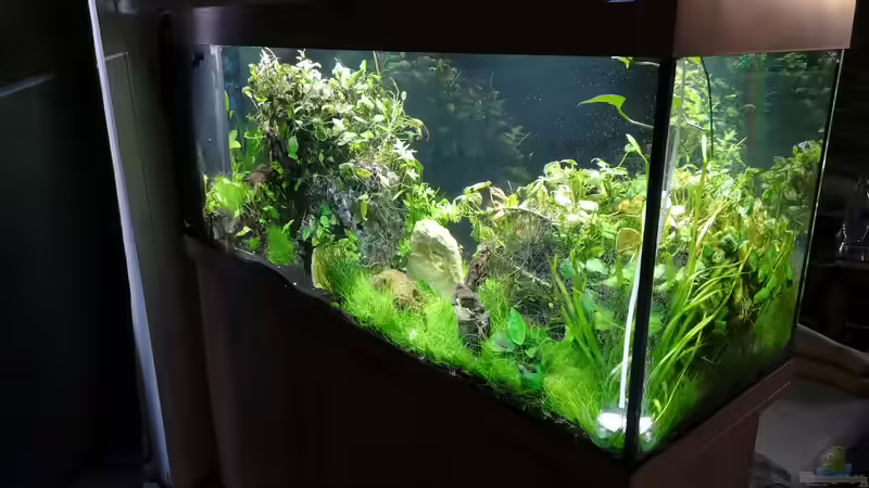 Aquarium Green Caves von Radi87 (2)