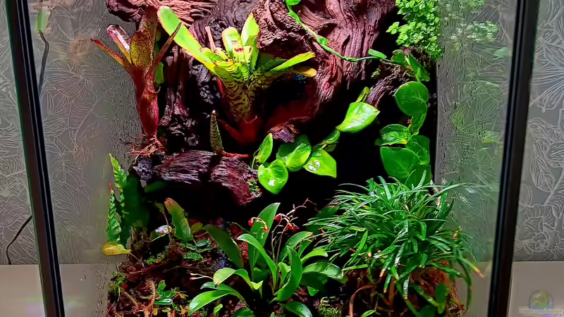 Aquarium Green Cube von Junglist (2)