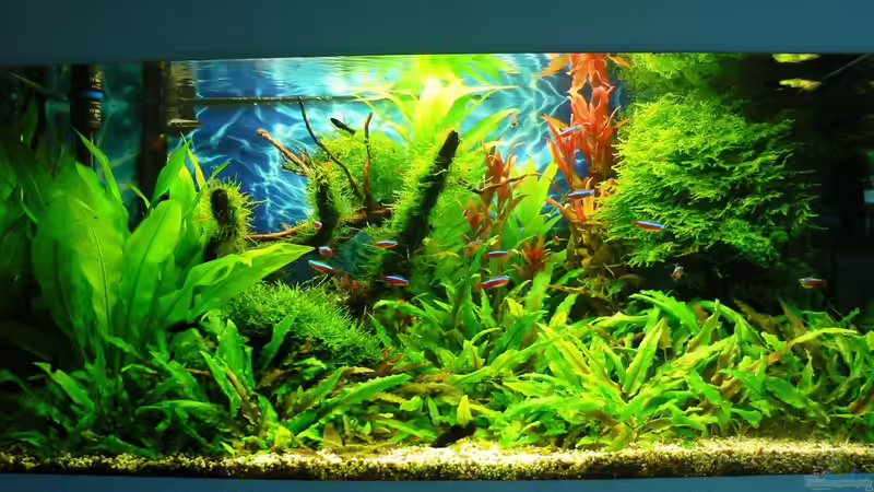 Aquarium Green Forest(aufgelöst) von Der Nicky (12)
