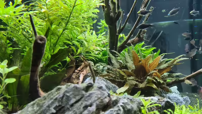 Aquarium Green Island von domnk (10)