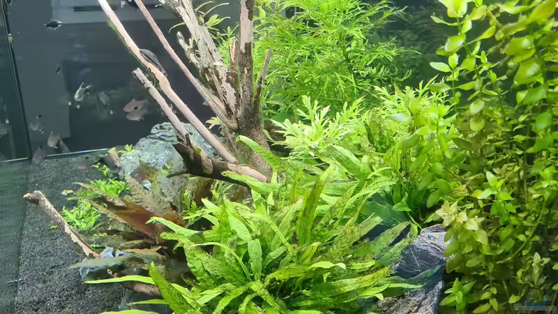 Aquarium Green Island von domnk (11)