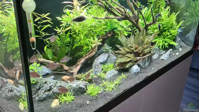 Aquarium Green Island von domnk (12)