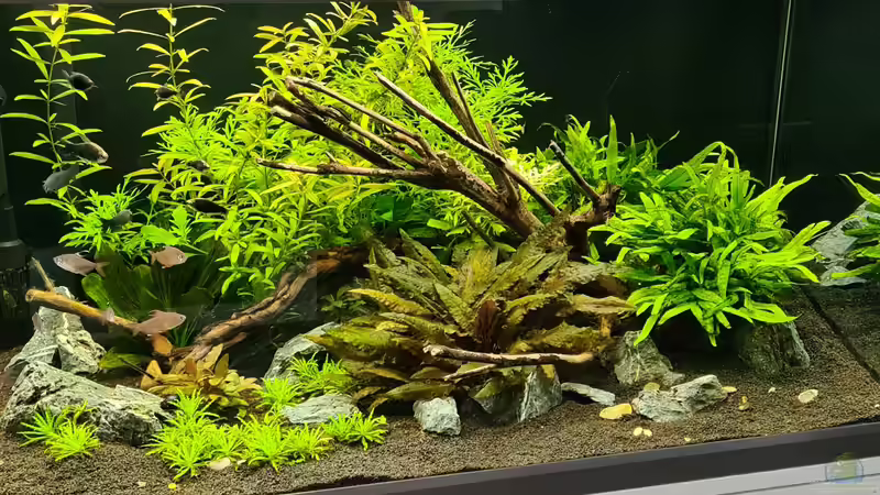 Aquarium Green Island von domnk (4)