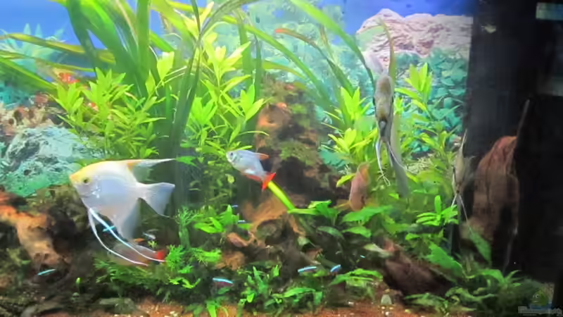 Aquarium green Lounge (aufgelöst, nur noch als Beispiel) von Malawi-Dude (2)