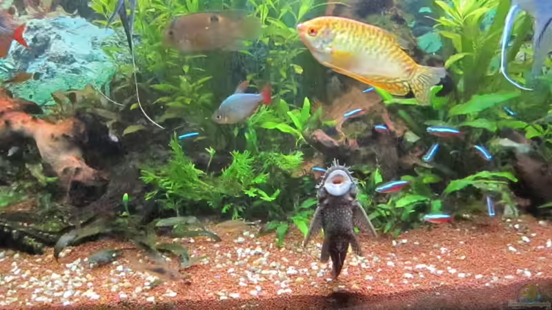 Aquarium green Lounge (aufgelöst, nur noch als Beispiel) von Malawi-Dude (3)