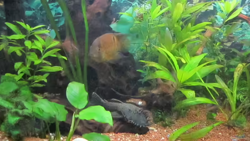 Aquarium green Lounge (aufgelöst, nur noch als Beispiel) von Malawi-Dude (4)