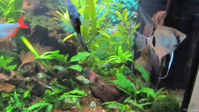 Aquarium green Lounge (aufgelöst, nur noch als Beispiel) von Malawi-Dude (5)