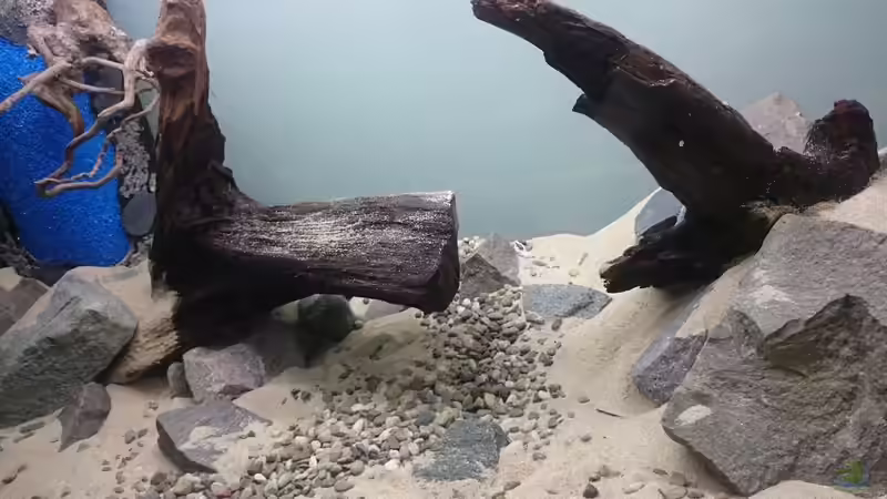 Aquarium green quarry von Aquaristik-Padawan (6)