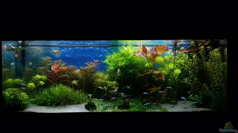 Aquarium green sansibar von <--- sebi ---> (9)