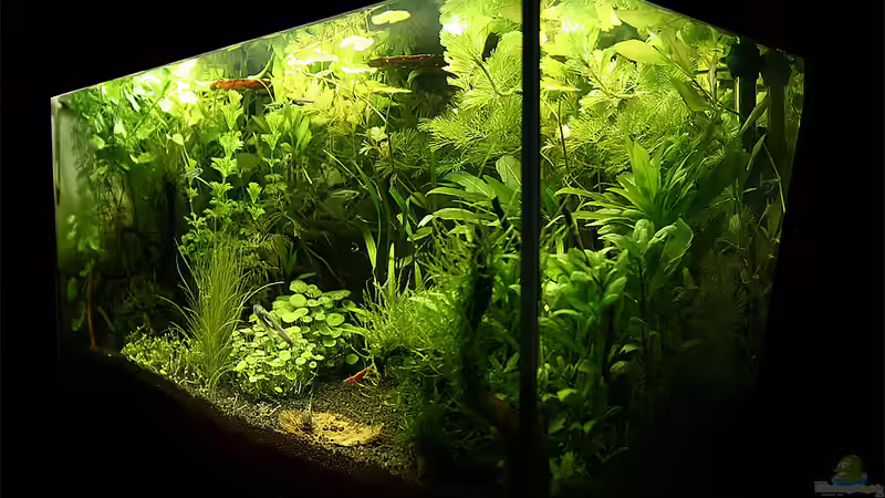 Aquarium Green von Arely (2)