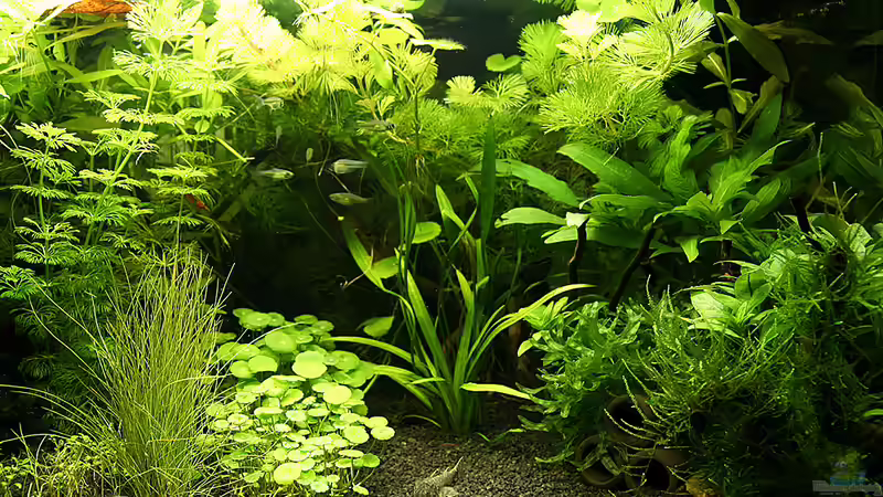Aquarium Green von Arely (4)
