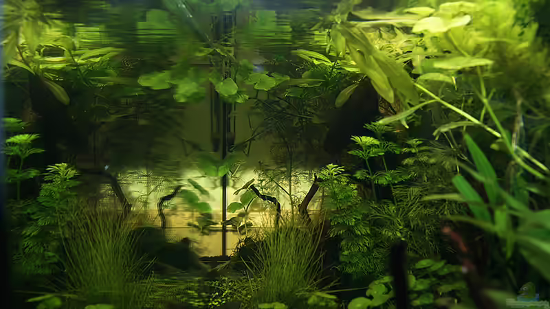 Aquarium Green von Arely (5)