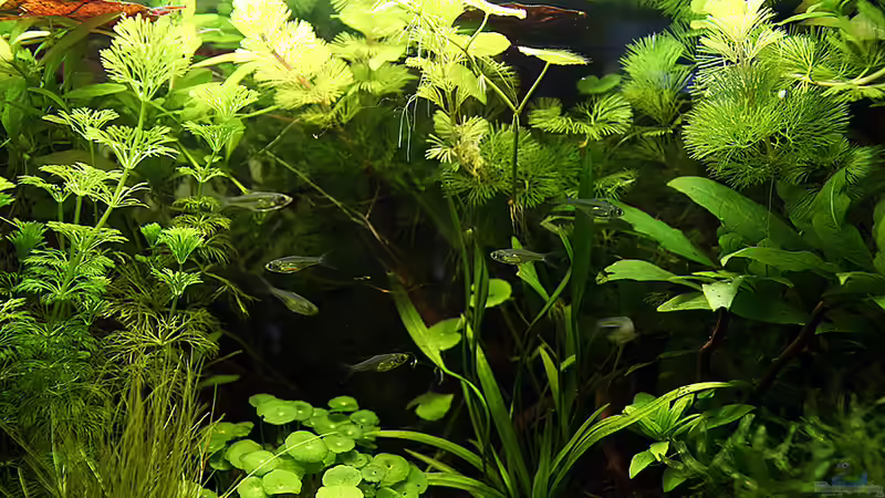 Aquarium Green von Arely (6)