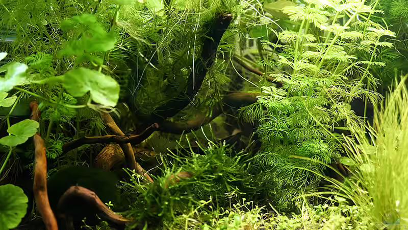 Aquarium Green von Arely (7)