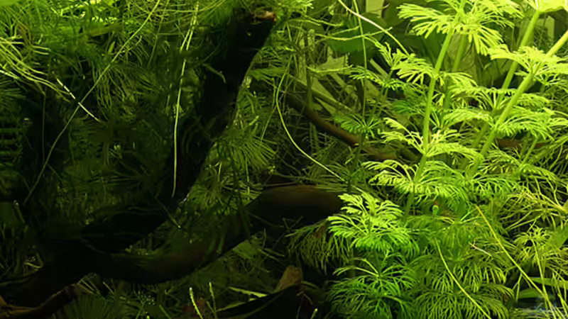 Aquarium Green von Arely (8)