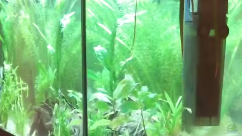 Aquarium GreenWorld von Maggie Blue (9)