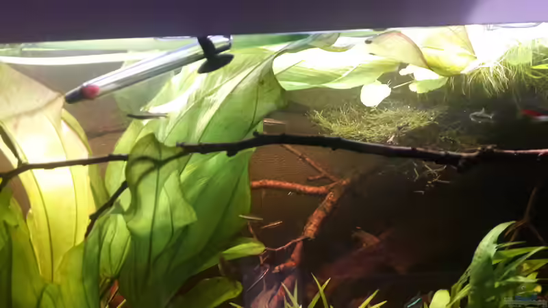 Aquarium Größenkompromiss (Provisorium) von Markus J. (2)