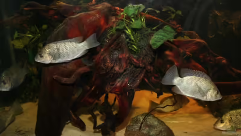 Aquarium Großcichliden Afrikas von Stanislav Kislyuk (2)