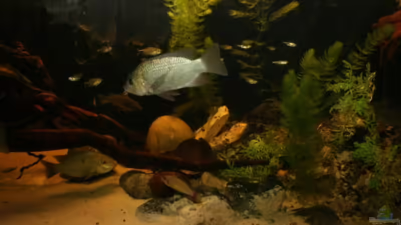 Aquarium Großcichliden Afrikas von Stanislav Kislyuk (4)