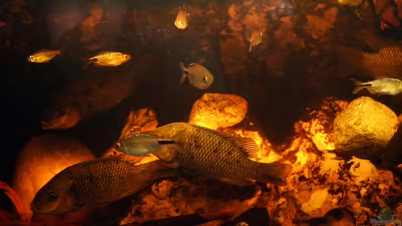 Aquarium Großcichliden Afrikas von Stanislav Kislyuk (6)