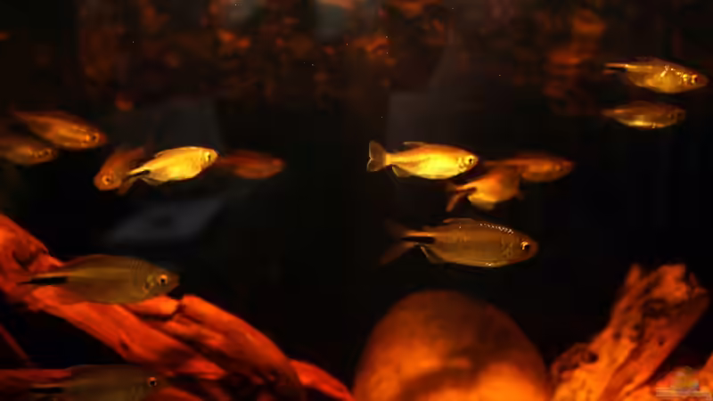 Aquarium Großcichliden Afrikas von Stanislav Kislyuk (7)