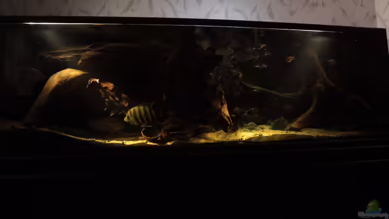 Aquarium Großcichliden Afrikas von Stanislav Kislyuk (9)