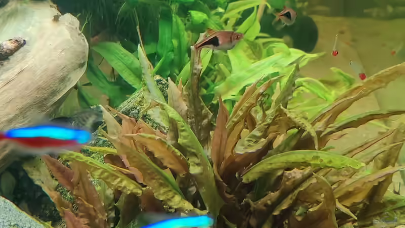 Aquarium Großes Gesellschaftsbecken von Woidma (12)