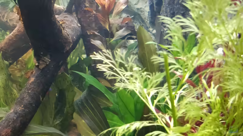 Aquarium Großes Gesellschaftsbecken von Woidma (32)