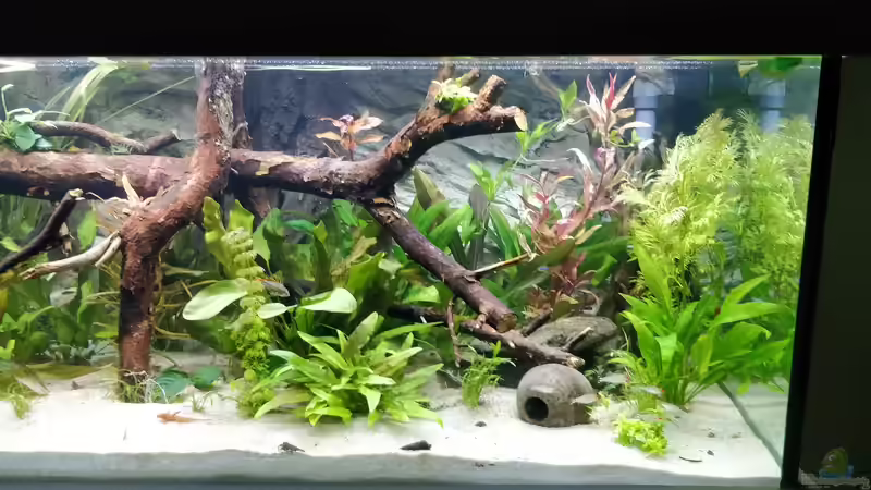 Aquarium Großes Gesellschaftsbecken von Woidma (37)