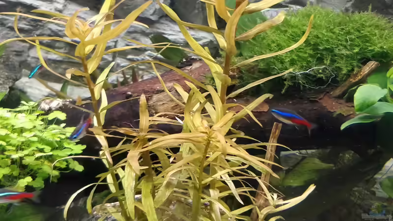 Aquarium Großes Gesellschaftsbecken von Woidma (38)