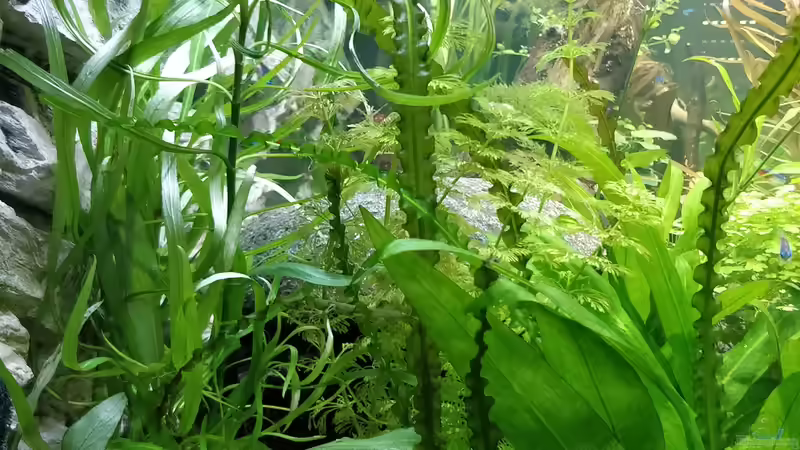 Aquarium Großes Gesellschaftsbecken von Woidma (39)