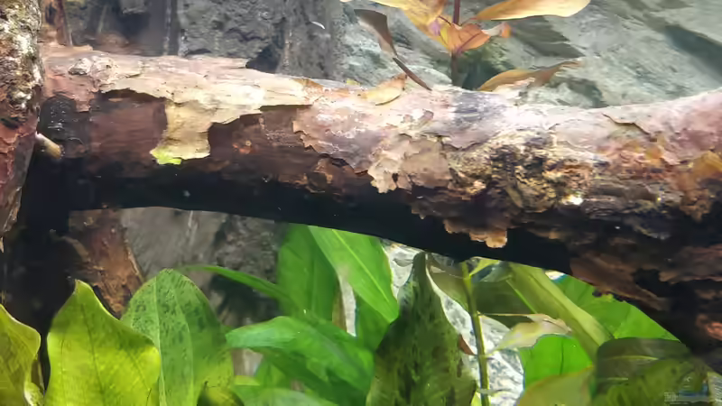 Aquarium Großes Gesellschaftsbecken von Woidma (40)