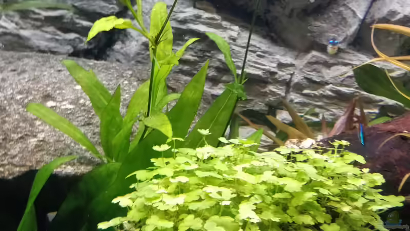 Aquarium Großes Gesellschaftsbecken von Woidma (41)