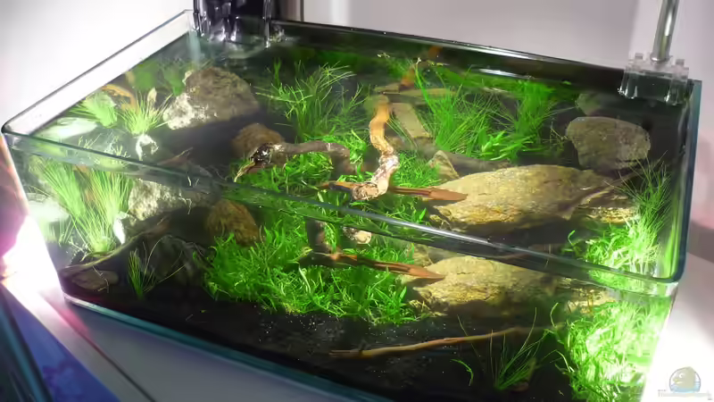 Aquarium Grüne Hügel von Chris_R. (11)