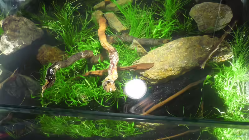 Aquarium Grüne Hügel von Chris_R. (12)