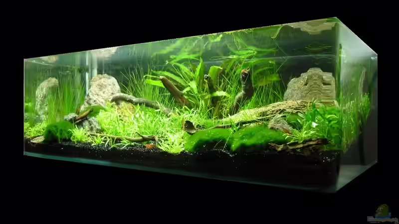 Aquarium Grüne Hügel von Chris_R. (2)
